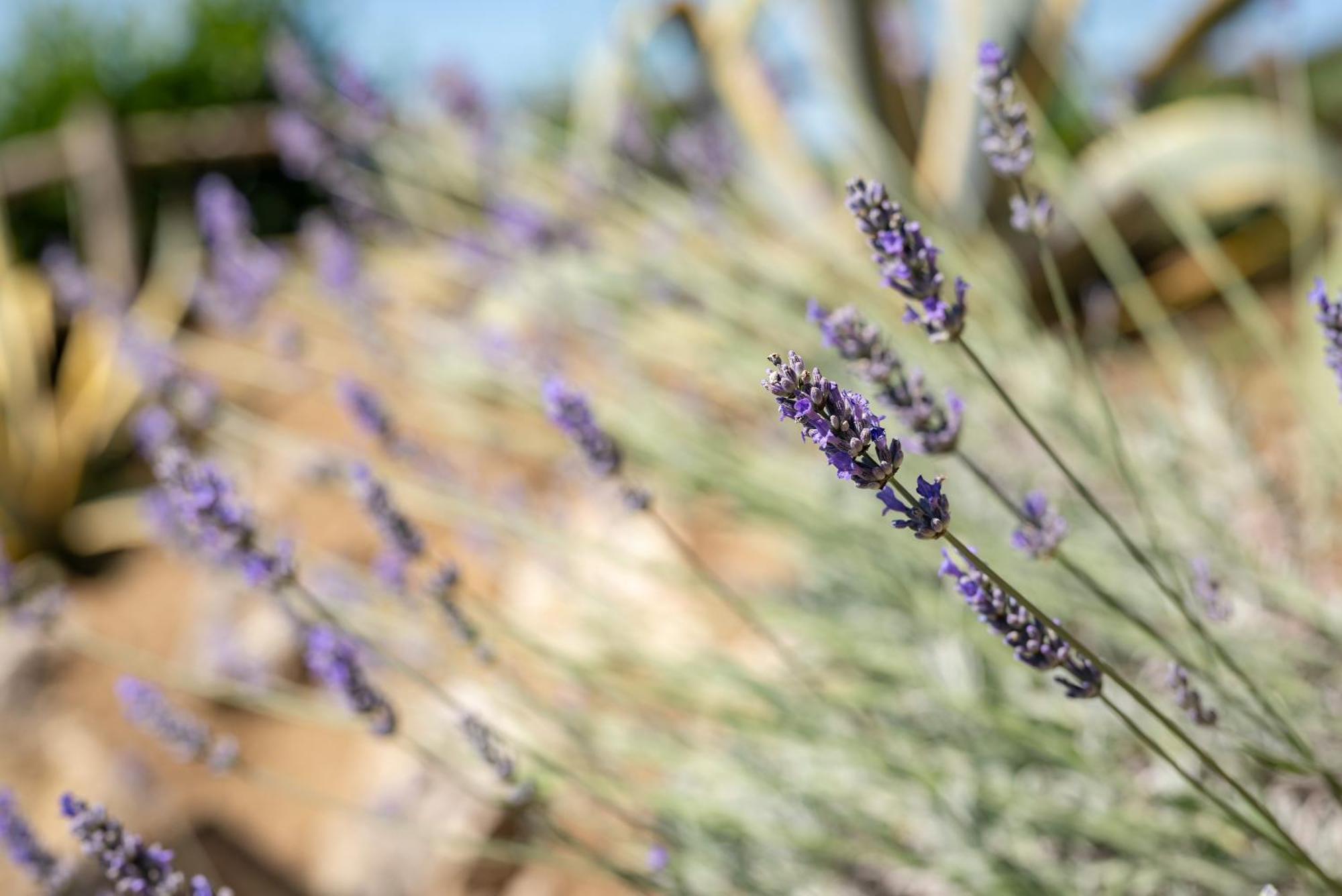 Agriturismo Bio Fattoria Bacio Certaldo Eksteriør bilde